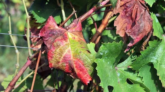 Un'immagine generica segnaposto con angoli arrotondati in una figura.